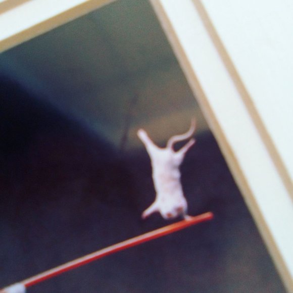 Rick Dublin "Balancing Act" art print dog on bike cat mouse 8x10 with border 5x7 - Picture 4 of 7